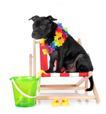 Beyaz arka planda, Stamfordshire boğa teriyeri.