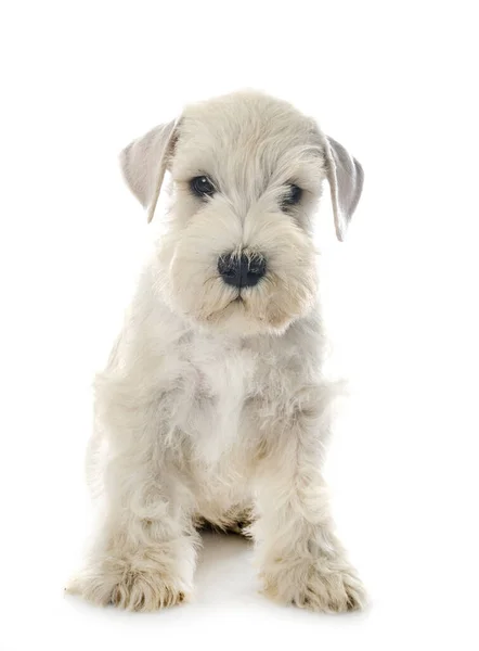 Filhote Cachorro Schnauzer Miniatura Frente Fundo Branco — Fotografia de Stock