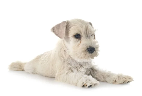 Filhote Cachorro Schnauzer Miniatura Frente Fundo Branco — Fotografia de Stock