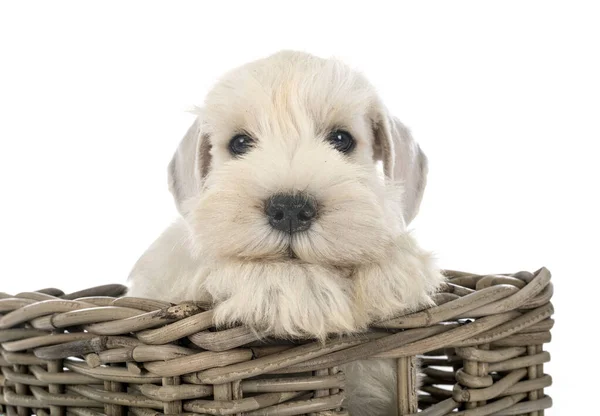 Cucciolo Schnauzer Miniatura Davanti Sfondo Bianco — Foto Stock