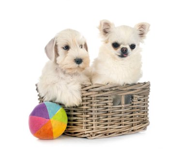 Minyatür Schnauzer köpek yavrusu ve beyaz arka plan önünde chihuahua