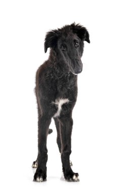 Genç borzoi beyaz arkaplanın önünde