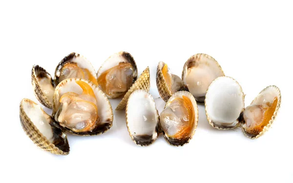 Fresh Cockles Front White Background — Stock Photo, Image