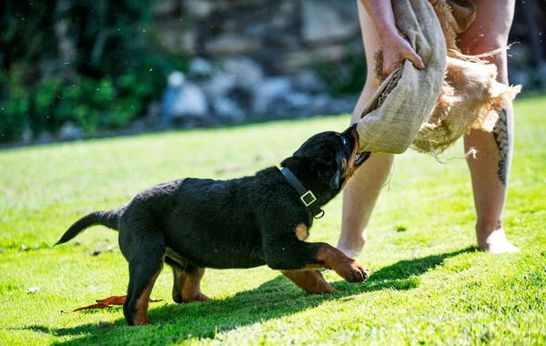 Treinamento Cachorro Rottweiler Para Proteção Livre — Fotografia de Stock