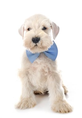 Beyaz arkaplan önünde köpek yavrusu minyatür schnauzer