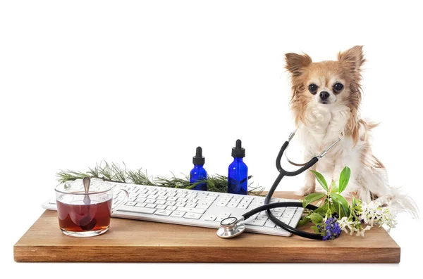 Chihuahua Keyboard Stethoscope Front White Background — Stock Photo, Image