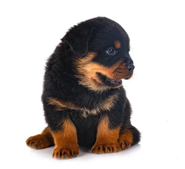 Cachorro Rottweiler Frente Fundo Branco — Fotografia de Stock