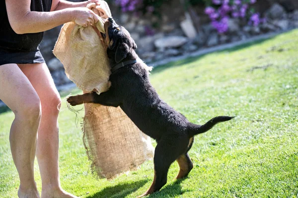 Kölyökkutya Rottweiler Képzés Kültéri Védelem Érdekében — Stock Fotó