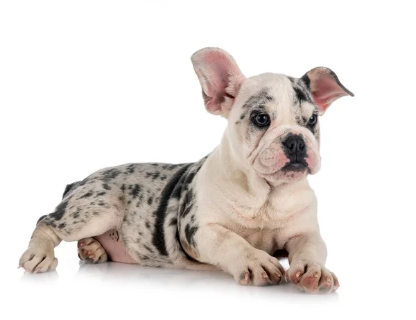 Merle Bouledogue Français Devant Fond Blanc — Photo