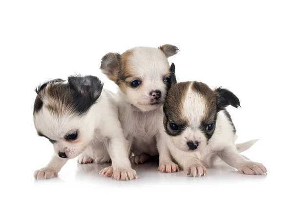 Kleine Chihuahuas Vor Weißem Hintergrund — Stockfoto