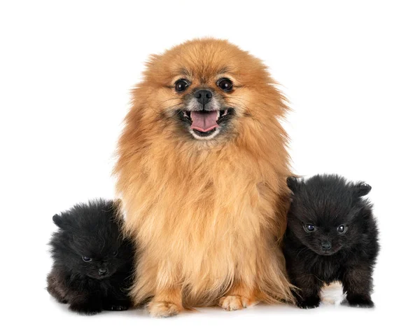 Young Pomeranians Front White Background — Stock Photo, Image