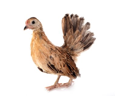 beyaz arkaplan önünde ayam serama