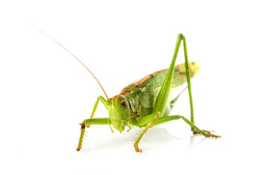 Beyaz arkaplan önünde Tettigonia viridissima