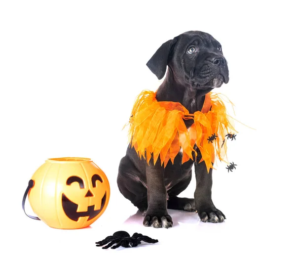 Cucciolo Mastino Italiano Davanti Sfondo Bianco — Foto Stock