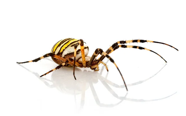 Argiope Bruennichi Front White Background — Stock Photo, Image