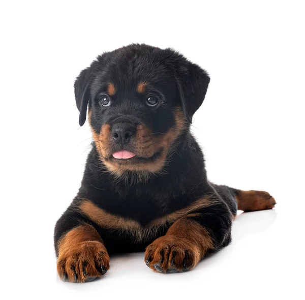 Cachorro Rottweiler Frente Fundo Branco — Fotografia de Stock