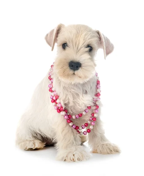 Puppy Miniature Schnauzer Front White Background — Stock Photo, Image