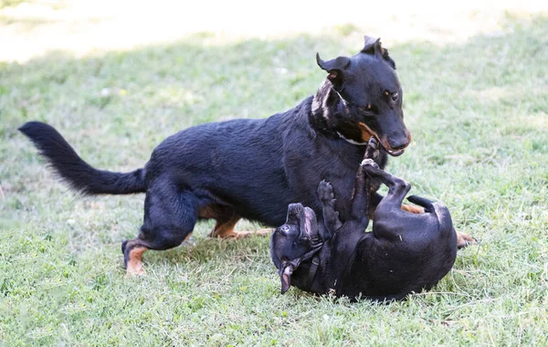 Köpek Yavrusu Staffordshire Boğa Teriyeri Beauceron Bahçede Oynuyorlar — Stok fotoğraf