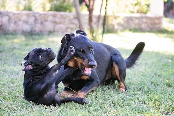 Szczeniak Staffordshire Byk Terrier Beauceron Zabawy Ogrodzie — Zdjęcie stockowe