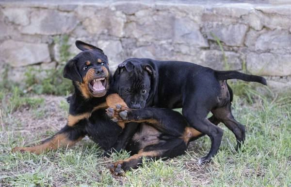 在花园里玩耍的宠物狗和迷迭香猎狗 — 图库照片