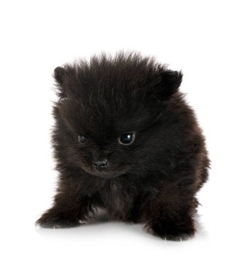 Beyaz arkaplan önünde genç pomeranian