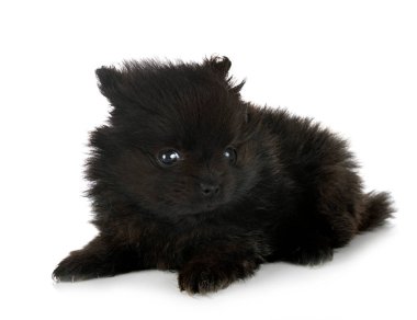 Beyaz arkaplan önünde genç pomeranian