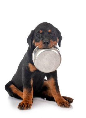 Beyaz arkaplan önünde köpek yavrusu rottweiler