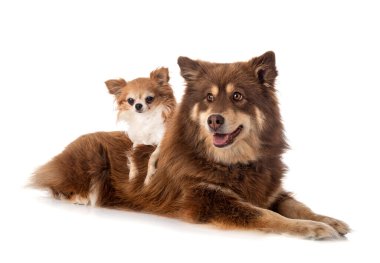 Beyaz arkaplan önünde Fince Lapphund ve chihuahua