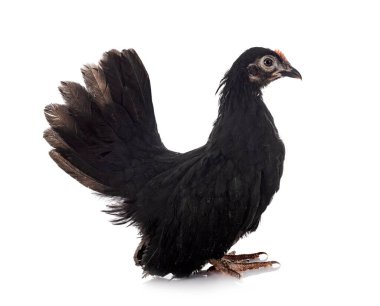 beyaz arkaplan önünde ayam serama