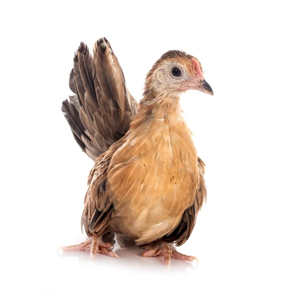 Ayam Serama Front White Background — Stock Photo, Image