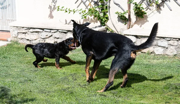 Puppy Rottweiler Spelen Met Een Volwassen Beauceron — Stockfoto