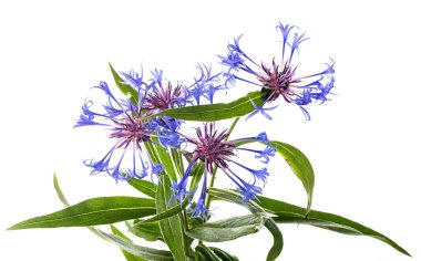 Beyaz arka plan önünde Centaurea çiçek