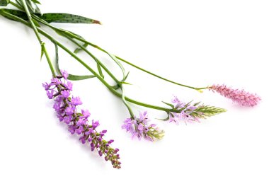 beyaz arkaplan önünde orchis