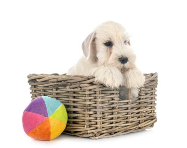 Beyaz arkaplan önünde köpek yavrusu minyatür schnauzer