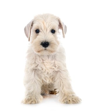 Beyaz arkaplan önünde köpek yavrusu minyatür schnauzer