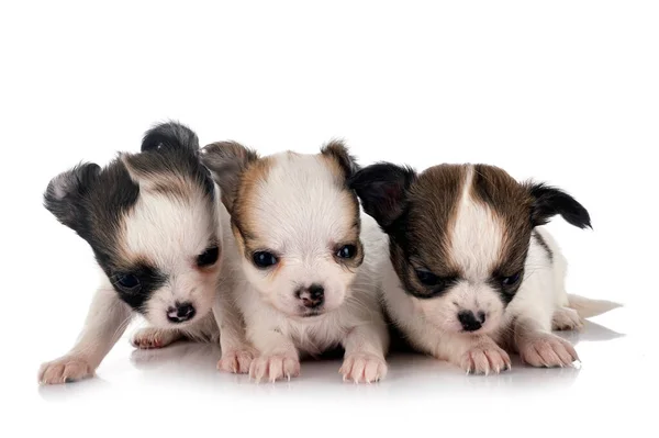 Piccoli Chihuahua Davanti Sfondo Bianco — Foto Stock
