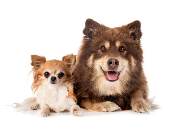 Lapphund Finlandés Chihuahua Frente Fondo Blanco — Foto de Stock