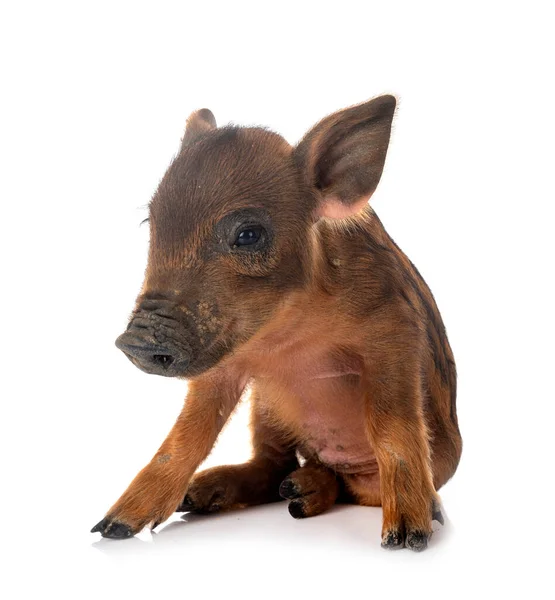 Miniature Pig Front White Background — Stock Photo, Image