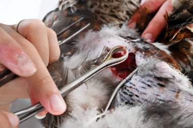 Beyaz arkaplanda bir horozu caponize etme resmi