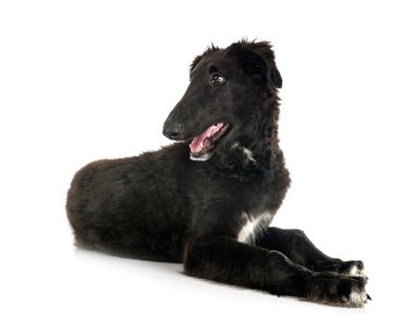 Genç borzoi beyaz arkaplanın önünde