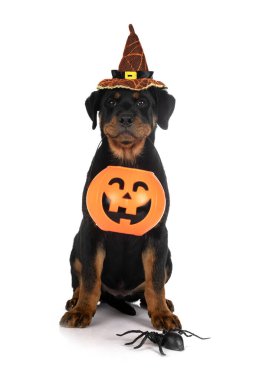 Beyaz arkaplan önünde köpek yavrusu rottweiler