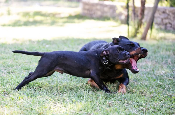 Cachorro Staffordshire Bull Terrier Beauceron Jugando Jardín —  Fotos de Stock
