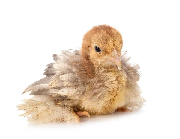 Young Chick Front White Background — Stock Photo, Image