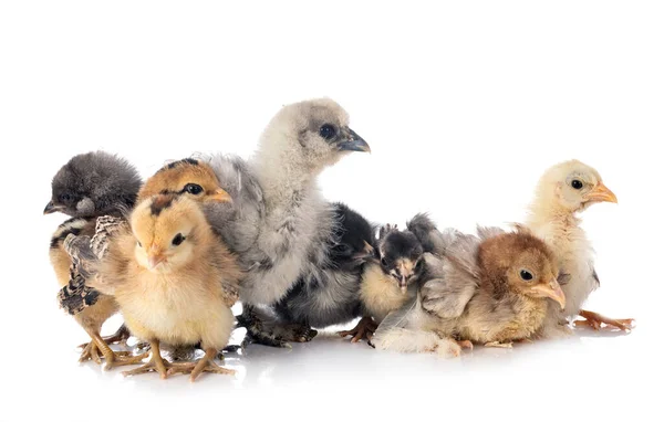 Les Jeunes Poussins Face Fond Blanc — Photo