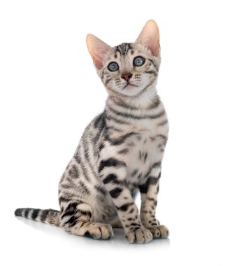 Bengal kedisi beyaz arka planda