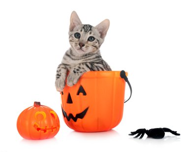 Bengal kedisi beyaz arka planda