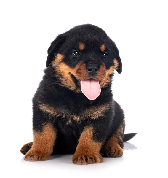 Cachorro Rottweiler Frente Fundo Branco — Fotografia de Stock