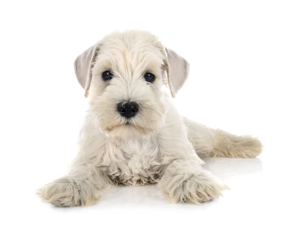 Schnauzer Miniature Chiot Devant Fond Blanc — Photo