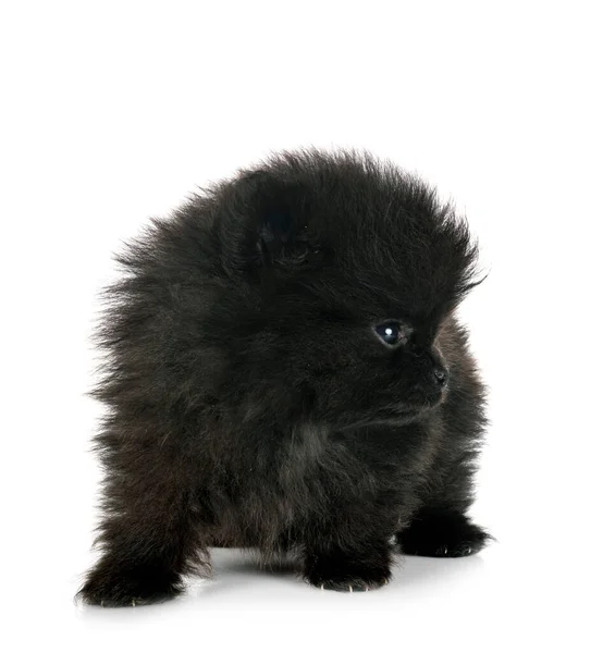 Young Pomeranian Front White Background — Stock Photo, Image