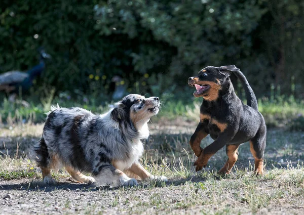 Szczeniak Rottweiler Zabawy Owczarkiem Australijskim Przyrodzie Lecie — Zdjęcie stockowe